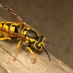 Are there natural ways to get rid of yellow jackets?