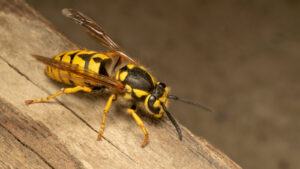 Are there natural ways to get rid of yellow jackets?